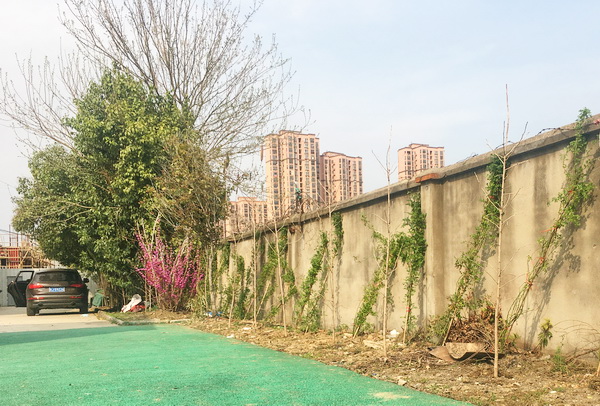 除旧移新，学校操场旁新植紫薇郁郁葱葱，透着无限生机1.jpg